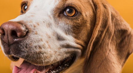 How to Save Money on Dog Cataract Surgery Without Compromising Quality