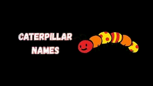 Caterpillar Names