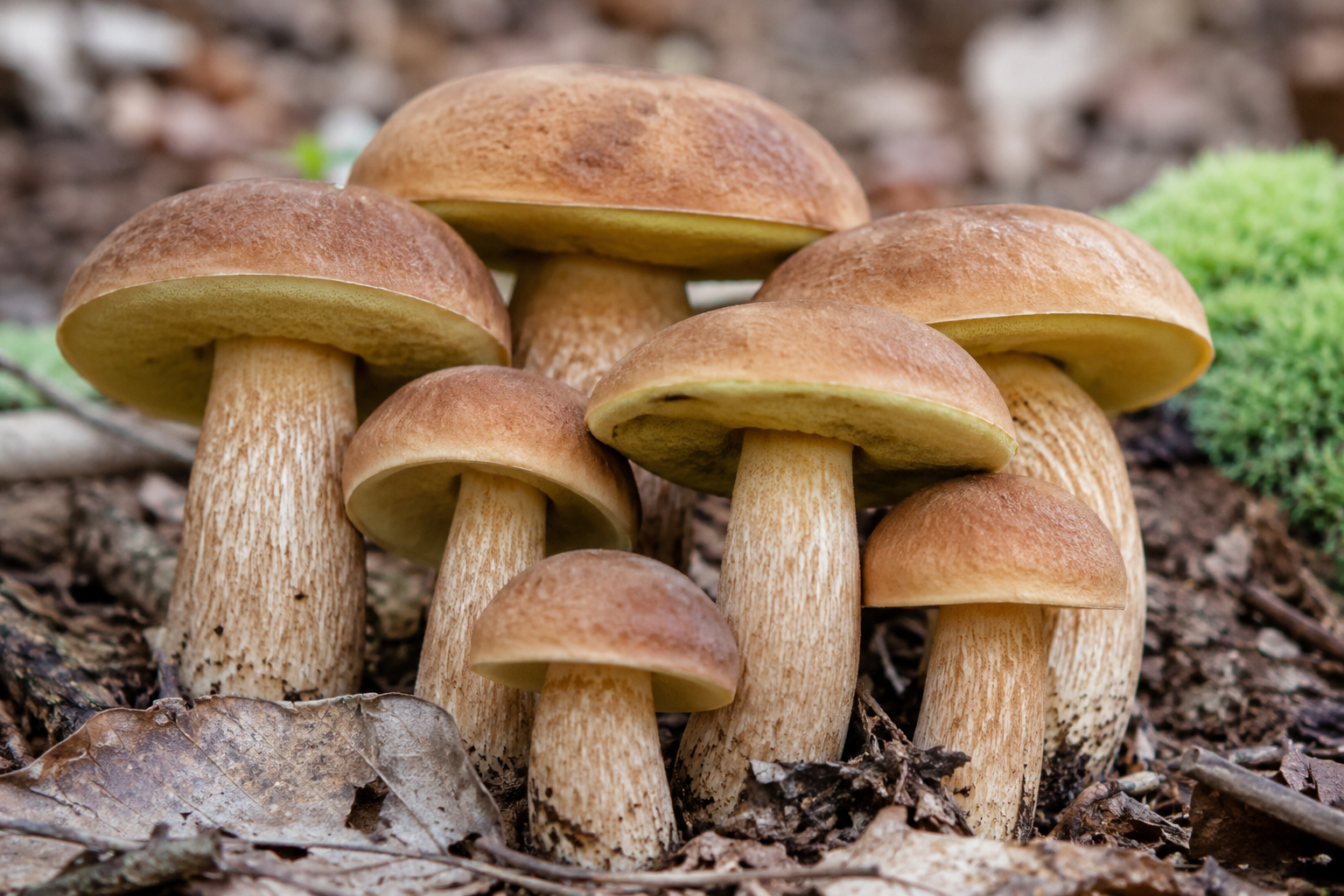 Boelis