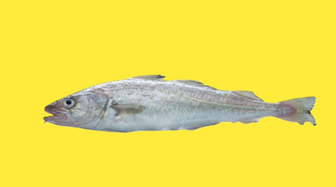 Alaskan Seiti